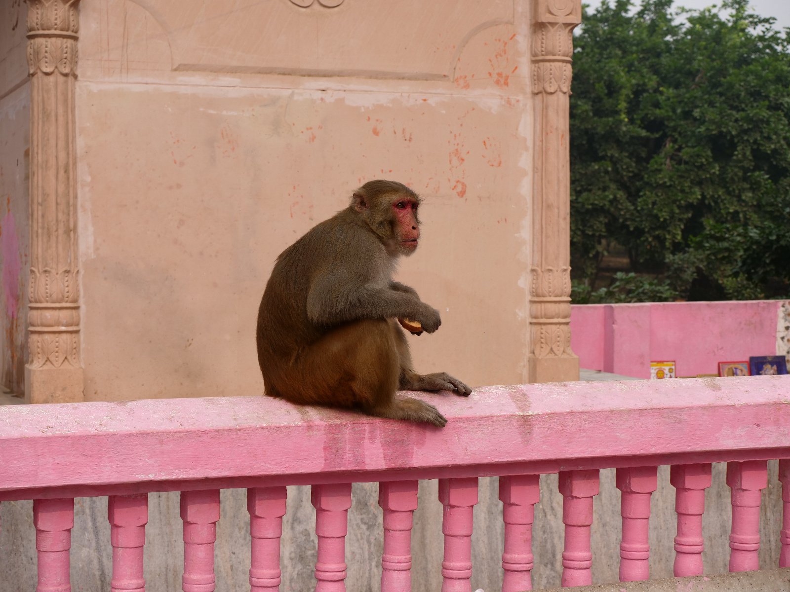  94 Gopashtami Radha kunda Govardhan 19.11.04